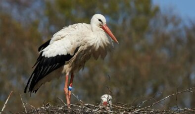 Leylek Şenliği nerede? Leylek Şenliği kaç gün sürecek?
