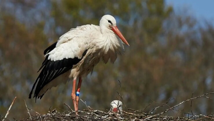 Leylek Şenliği nerede? Leylek Şenliği kaç gün sürecek?