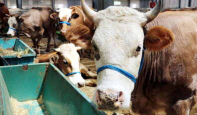 Liste açıklandı: İl il kurban fiyatları duyuruldu!