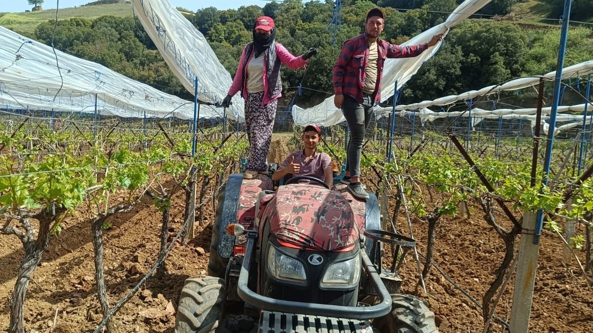 Manisa’daki üzüm bağlarına ‘İtalyan dolu tül sistemi’ kuruluyor
