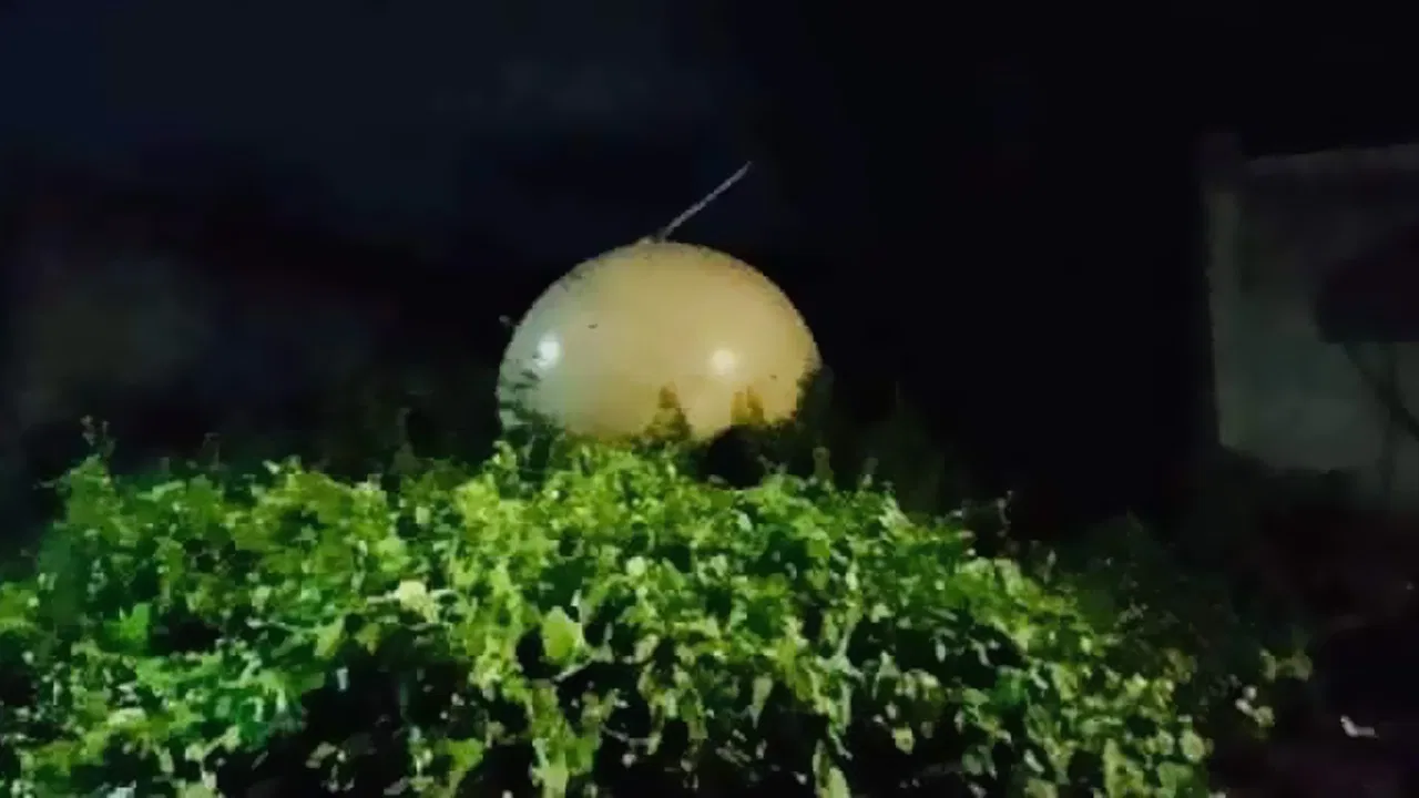 Meksika’da bir ağacın tepesinde bulunan gizemli metal küre merak konusu oldu