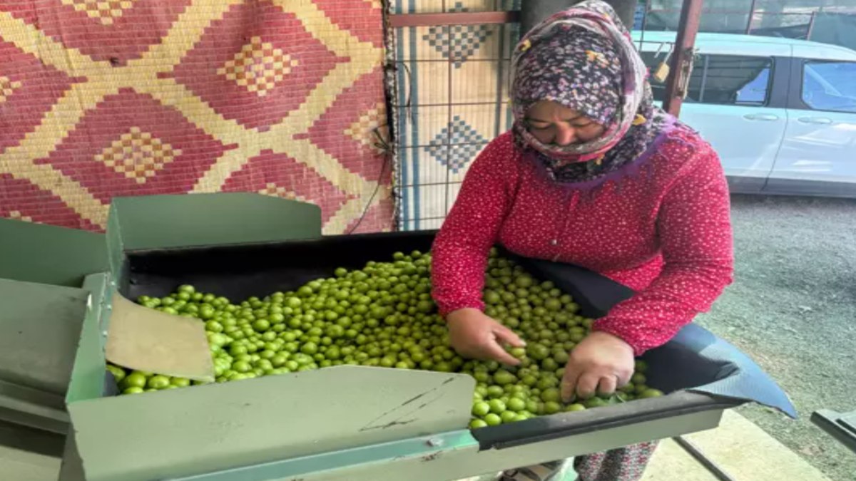 Mersin, Silifke’de don vuran eriğin kilosu 450 liradan satılıyor