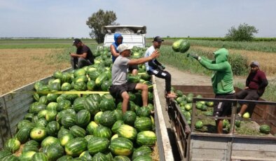 Mersin’de hasat 2 hafta geç başladı: Kilosu tarlada 25 TL