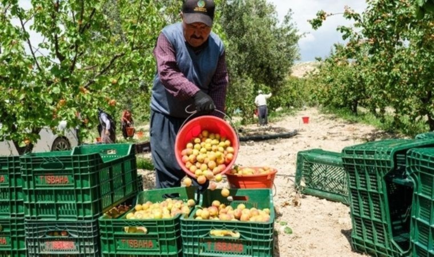 Mersin’in tescilli lezzetinde hasat başladı: Malatya’ya rakip oldu