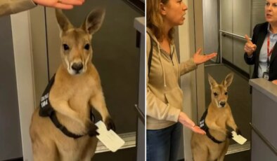 Milyonlarca kez izlendi! Sosyal medyada viral olan ‘uçağa alınmayan kanguru’ videosunun sırrı ortaya çıktı