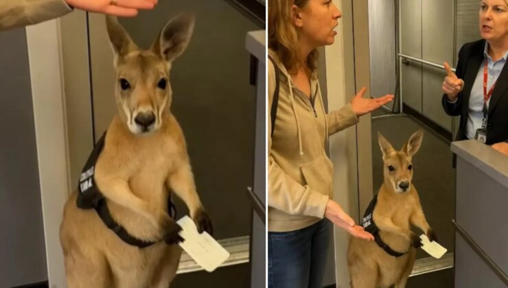 Milyonlarca kez izlendi! Sosyal medyada viral olan ‘uçağa alınmayan kanguru’ videosunun sırrı ortaya çıktı