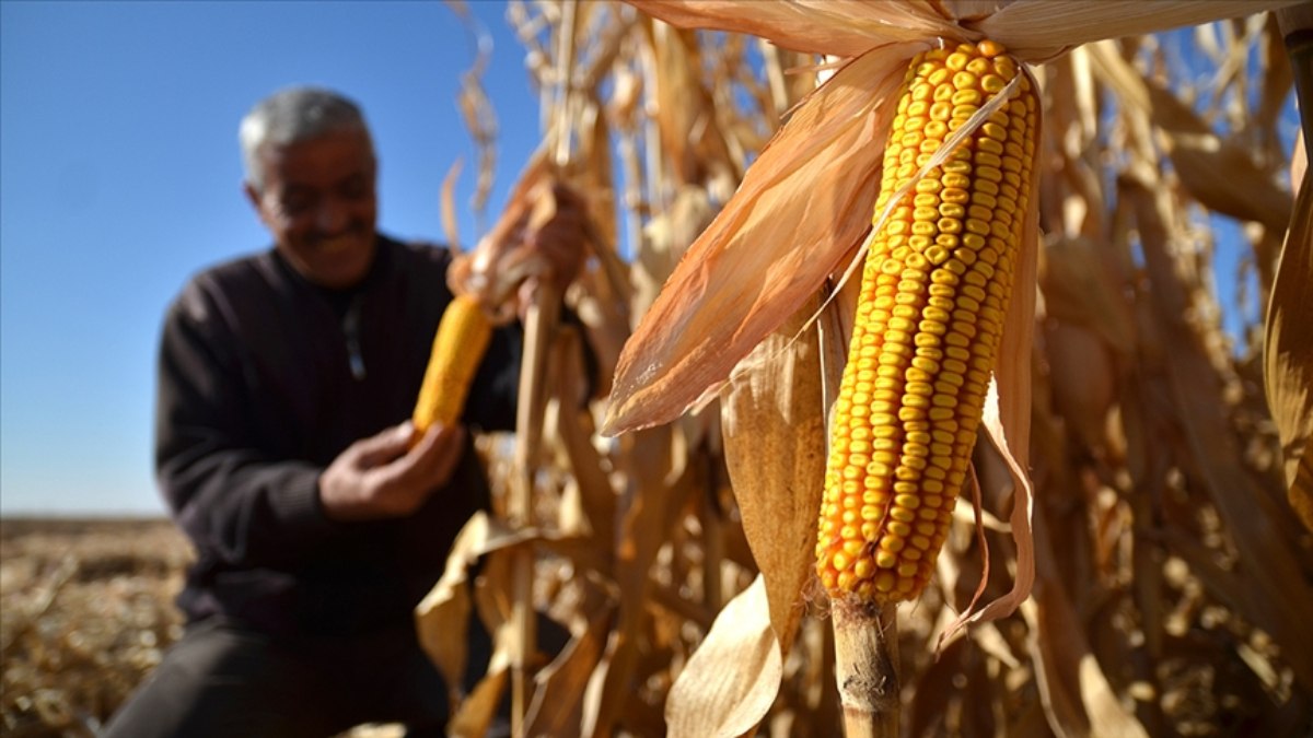 Mısır ithalatına 1 milyon tonluk tarife kontenjanı açıldı