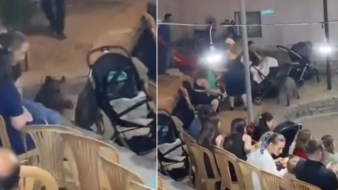 Muğla’da yaban domuzu düğüne daldı