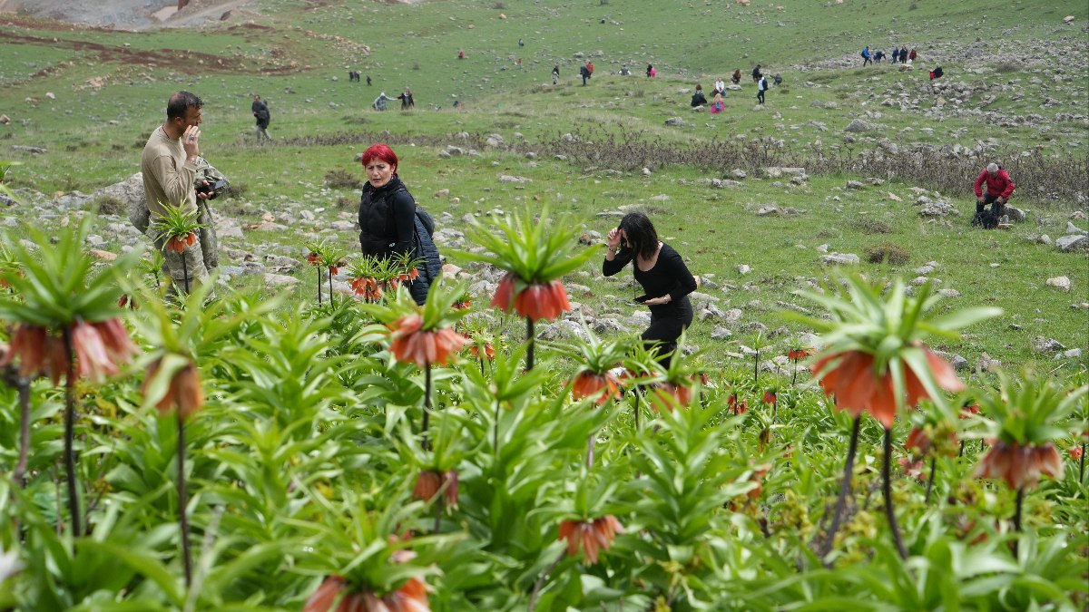 Muş’ta ters laleleri görmek için 500 kilometre yol geldiler