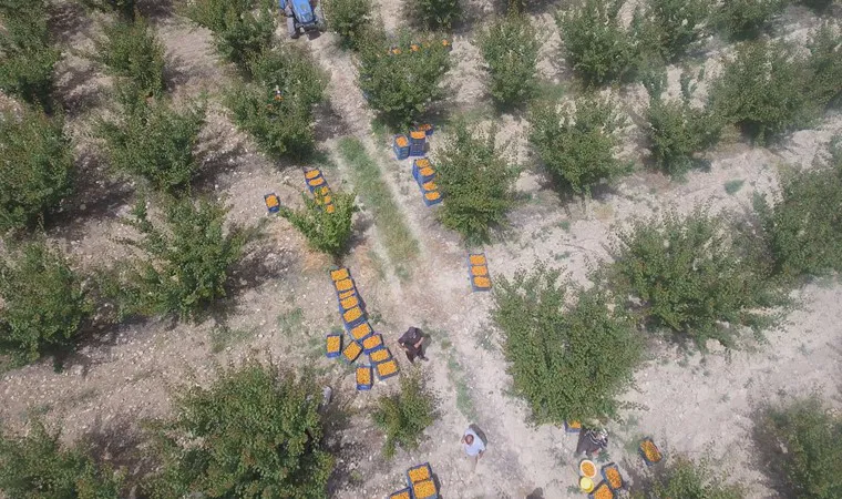 Mut’un tescilli lezzetinde hasta başladı! Kilosu 50 TL…..