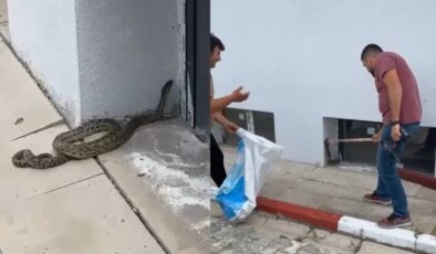 Okul bahçesinde yılan paniği… Öğretmen tarafından yakalandı