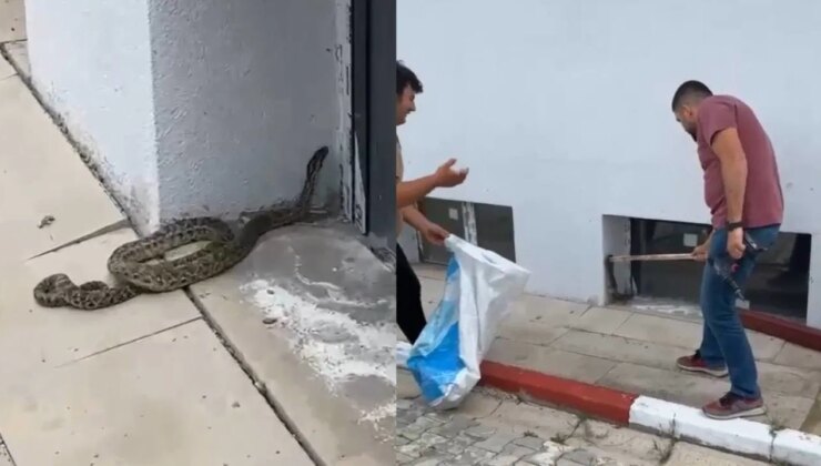Okul bahçesinde yılan paniği… Öğretmen tarafından yakalandı