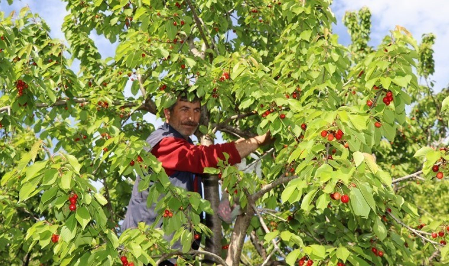 Oltu’da ‘misafir hasadı’ başladı!