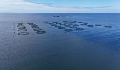 Ordu’da üretilen Türk somonundan yaklaşık 1 milyar lira katkı bekleniyor