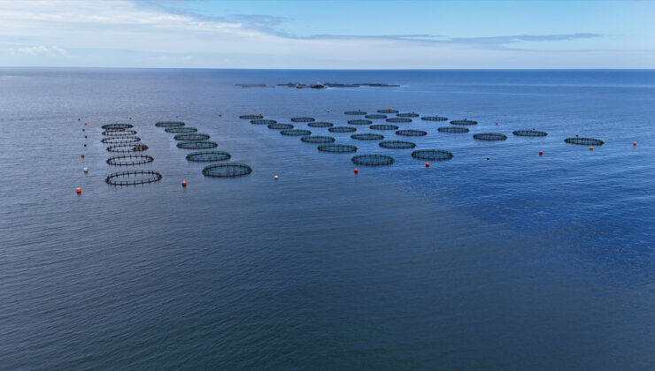 Ordu’da üretilen Türk somonundan yaklaşık 1 milyar lira katkı bekleniyor