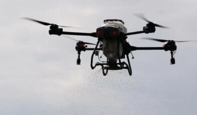 Osmanlı saray mutfağının vazgeçilmezi: Ekimi drone ile gerçekleşti