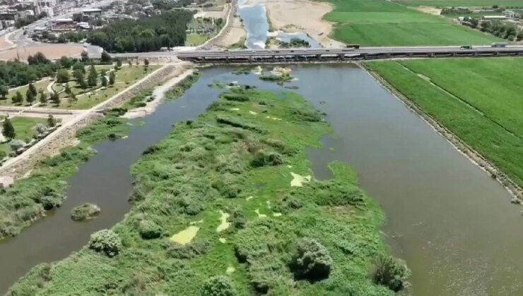 Piyasa değeri 100 milyon lira: Dicle Nehri’ndeki adacıklarda ekilen uyuşturucu yakalandı!