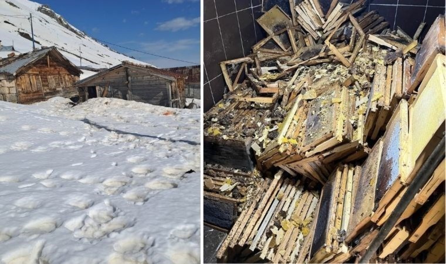 Rize’de kış uykusundan uyanan ayılar 30 eve zarar verdi