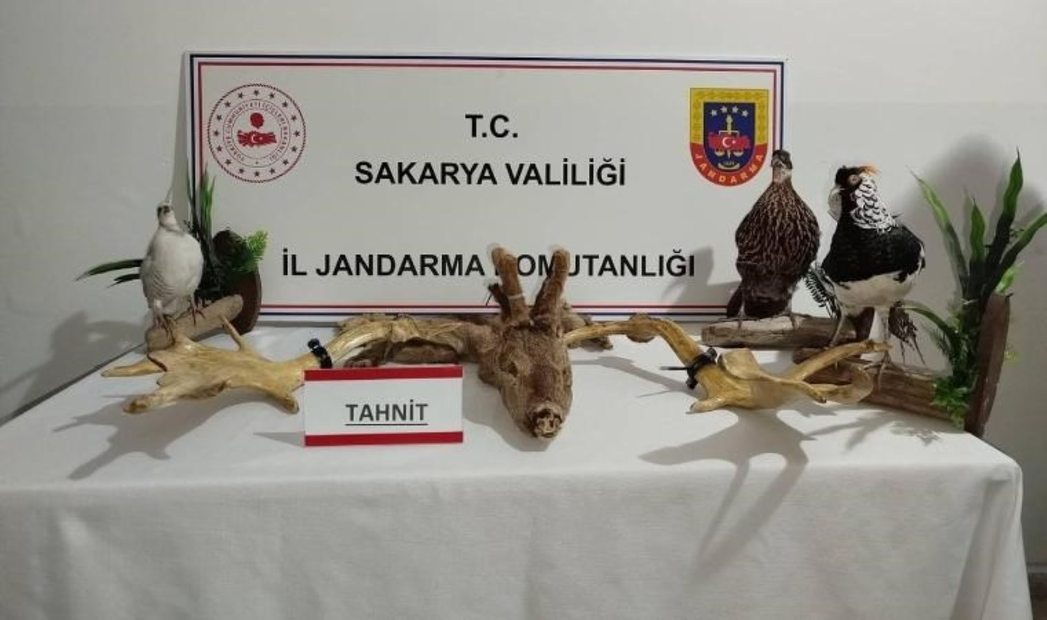 Sakarya’da kaçakçılık operasyonu: 98 hayvan ele geçirildi