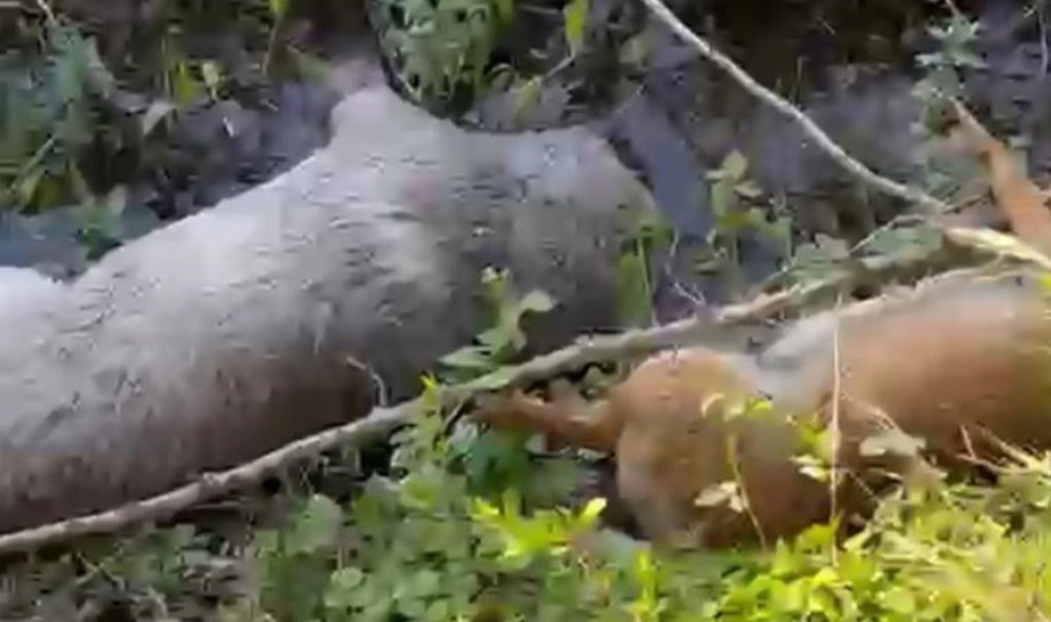 Sakarya’da vahşet: Tarım arazisinde 8 köpek ölü bulundu