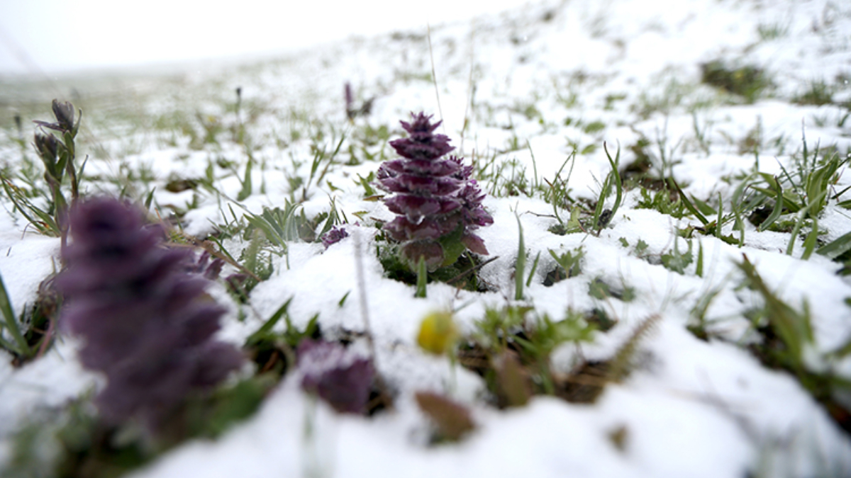 Sarıkamış yine bembeyaz