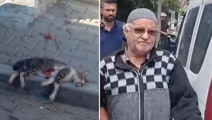 Savcılık itiraz etti, sokak kedisini pompalı tüfekle öldüren şüpheli tutuklandı