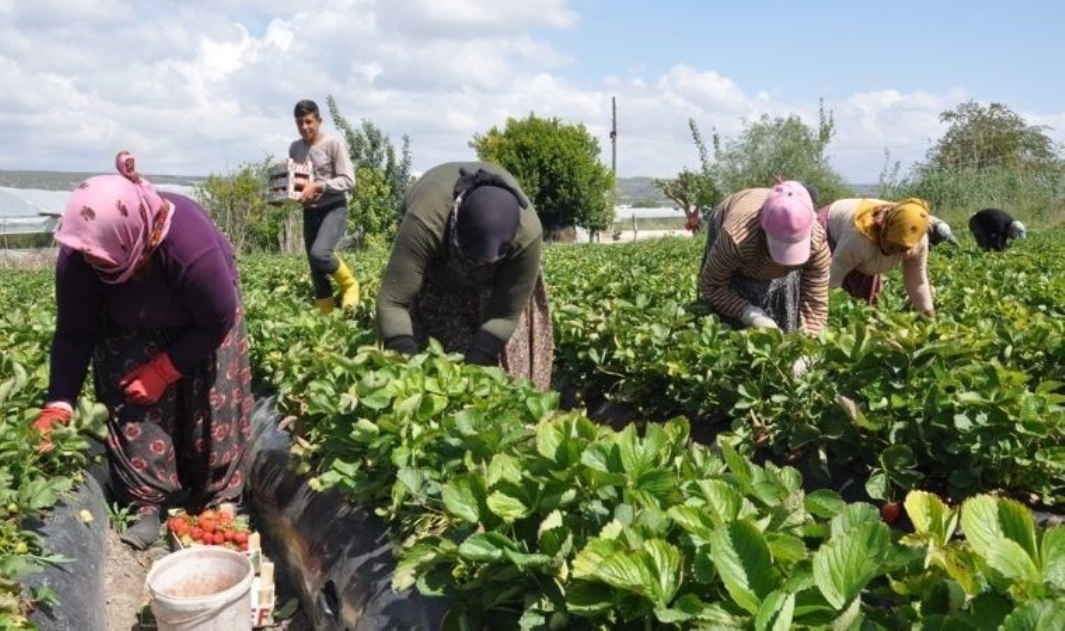 Silifke’nin tescilli lezzetinde hasat devam ediyor: Tarlada 75 TL…