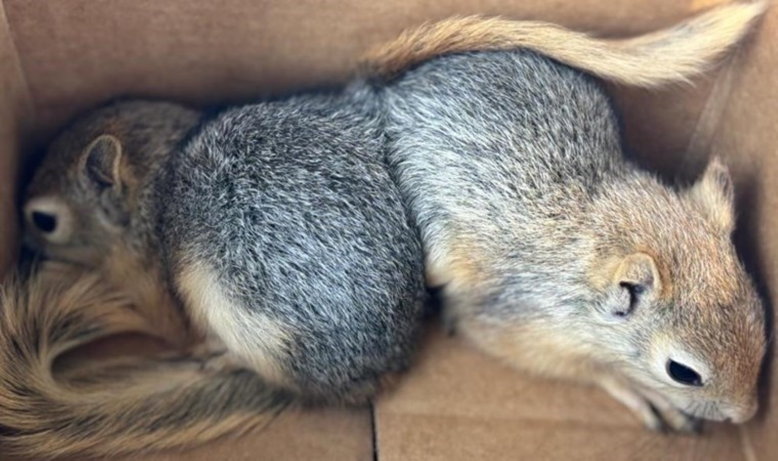 Sincapları satmaya çalışan şahsa 30 bin TL ceza