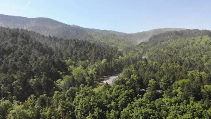 Sinop’ta ormanlara giriş yasaklandı!