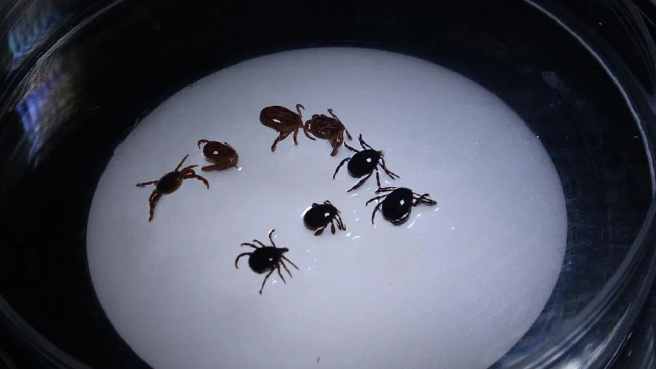 Sivas’ta KKKA alarmı! 8 kişiye tanı kondu, 1 kişi hayatını kaybetti