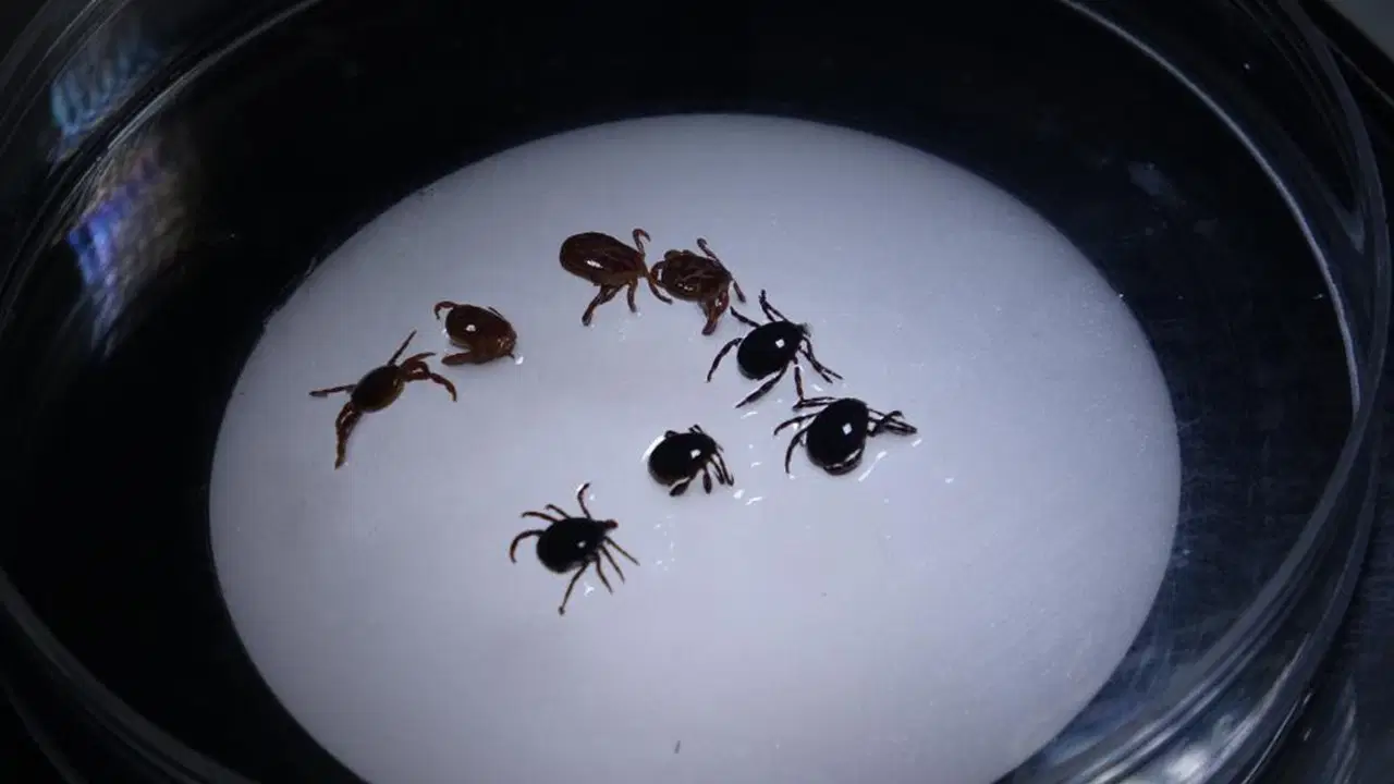 Sivas’ta ‘KKKA’ alarmı: 8 kişiye tanı konuldu, 1 kişi hayatını kaybetti!