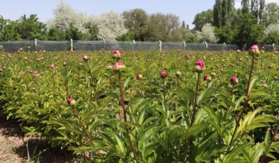 Soğuğa dayanıklı, az su istiyor: Gemerek’te hasadı başladı…