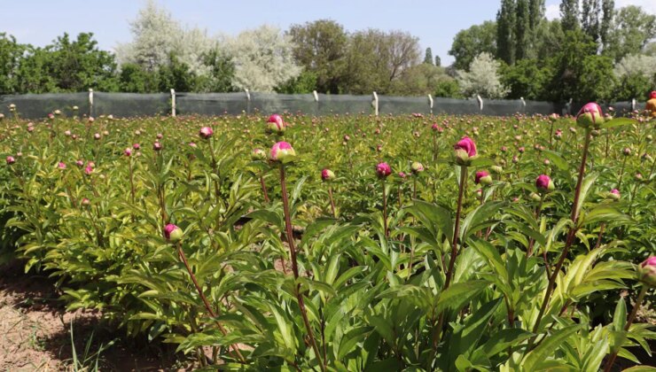 Soğuğa dayanıklı, az su istiyor: Gemerek’te hasadı başladı…