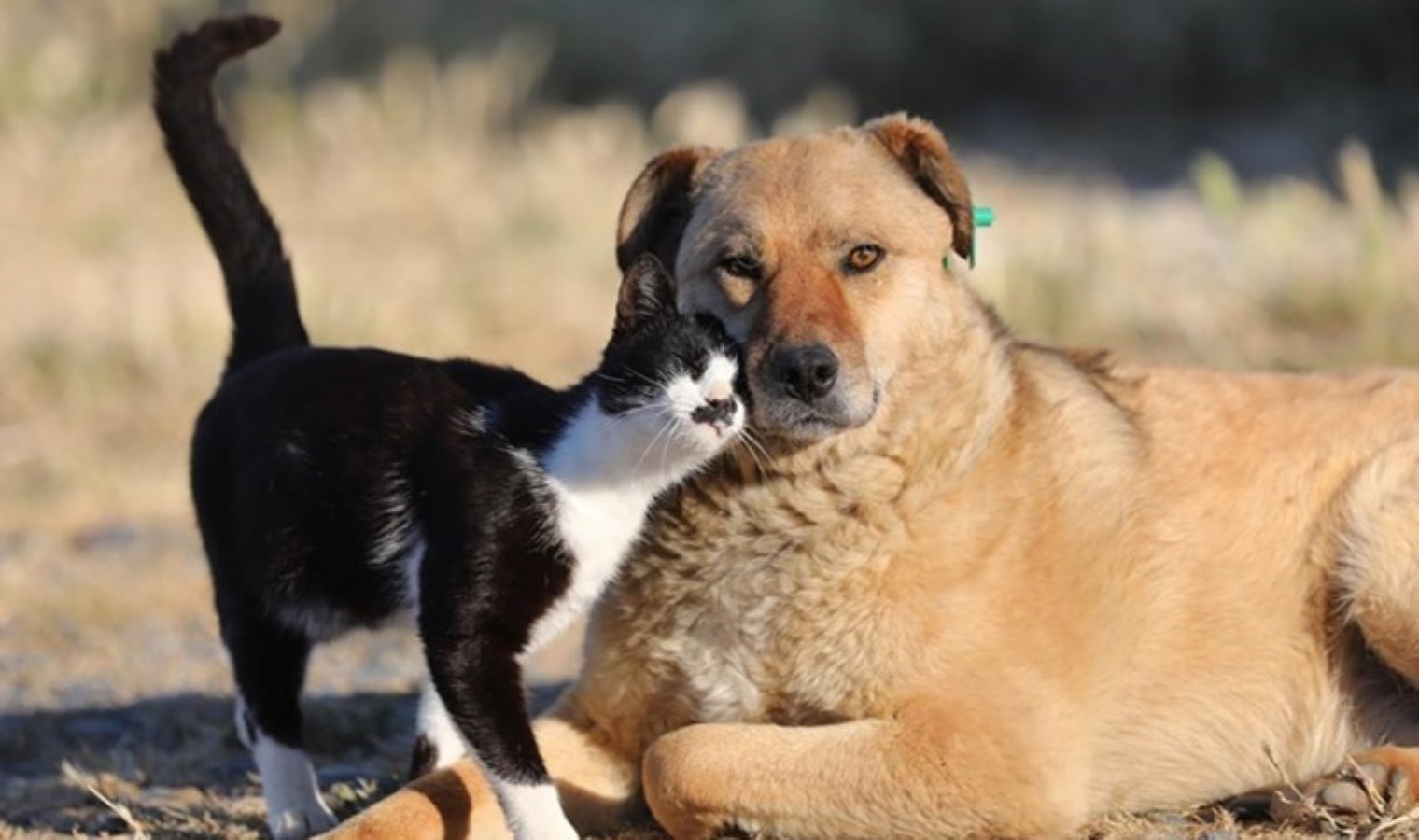Sokak hayvanları için karar günü belli oldu: AYM başvuruyu esastan görüşecek