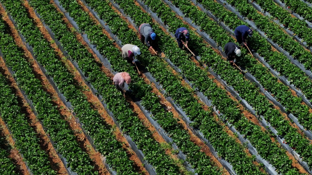 Tarımsal girdi fiyat endeksi martta artışına devam etti