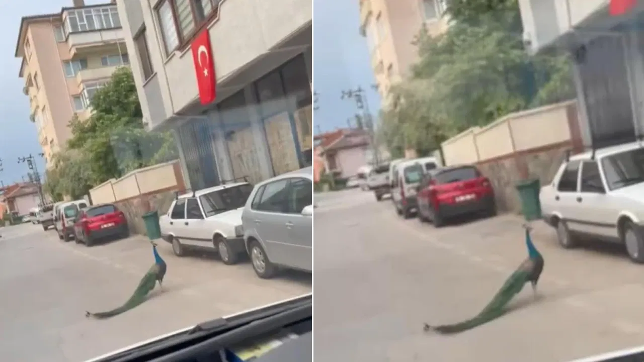 Tavus kuşu sokağa çıktı: Sürücüler ilginç anlar yaşadı