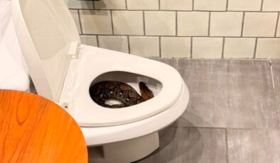 Tayland’da evin tuvaletinden dev yılan çıktı