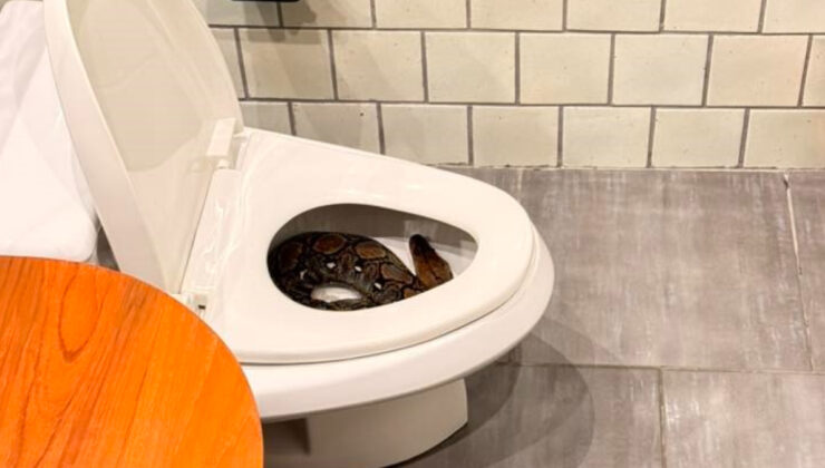 Tayland’da evin tuvaletinden dev yılan çıktı