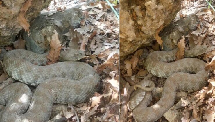 Tek ısırığı öldürüyor! Tunceli’de koca engerek yılanı görüntülendi