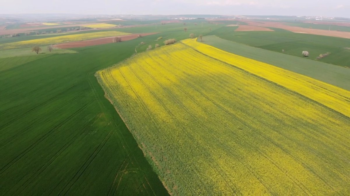 Tekirdağ’da kanolaların oluşturduğu muhteşem şölen