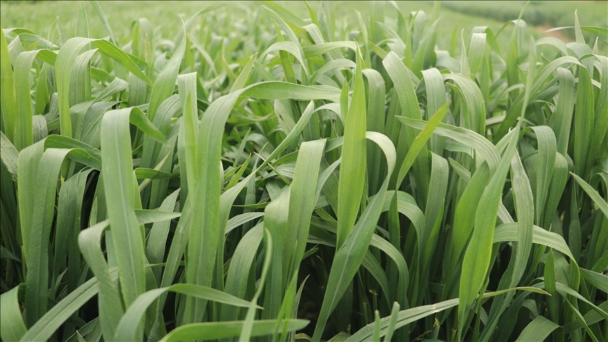 Tekirdağ’da yerli buğday çeşidi tescillendi: NKÜ Paşaeli