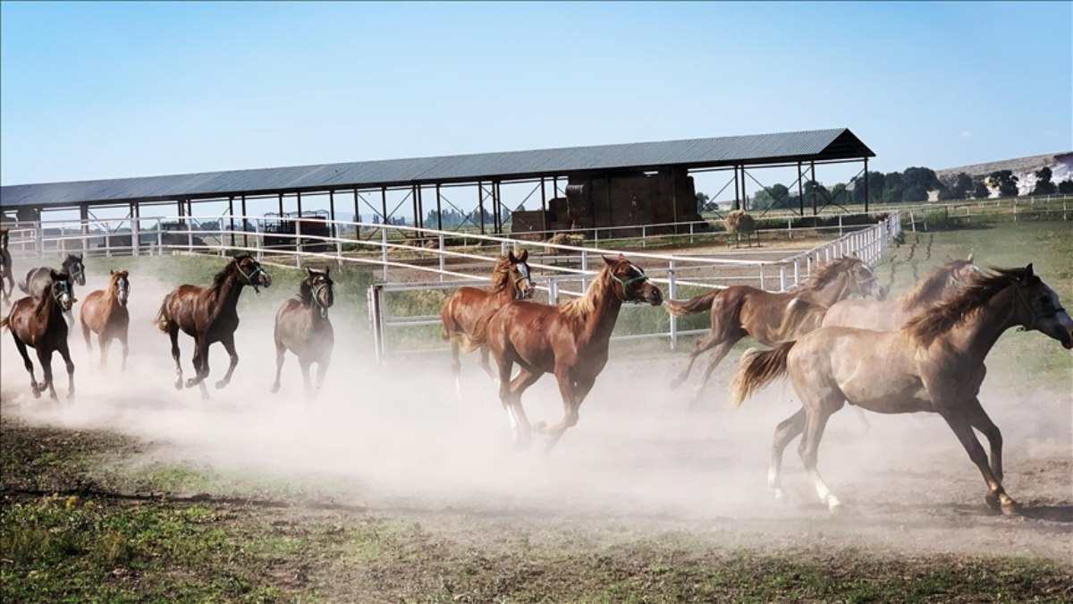 TİGEM’in 2025 yılı safkan Arap tay satış tarihleri açıklandı