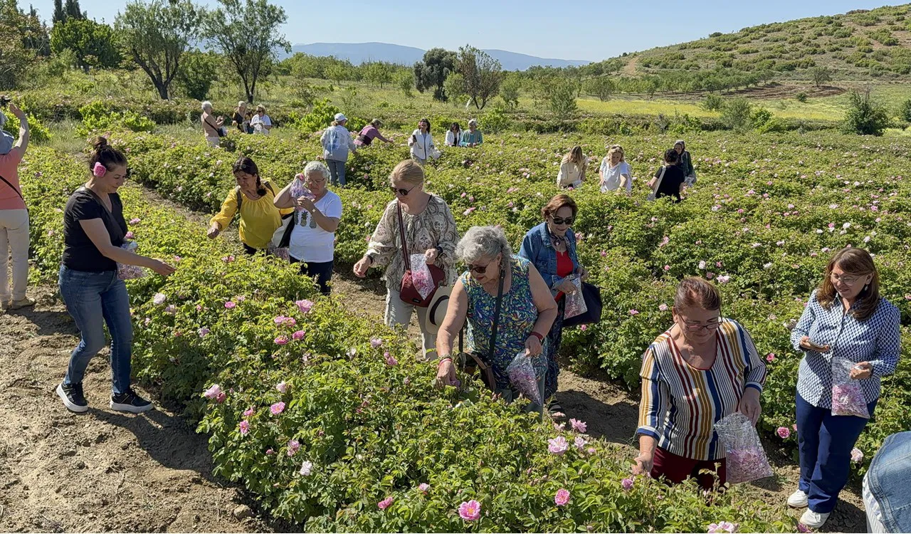 Tohumarını 1888’de baston içersinde getirdi: Şimdi şehrin geçim kaynağı….