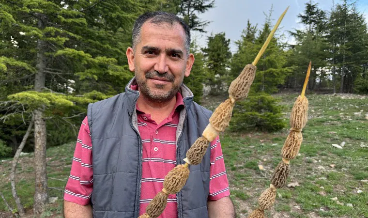 Toros Dağları’nın eteklerinde yetişiyor: Hasadı bir tutku! “Altın bulsak belki bu kadar sevinmeyiz”