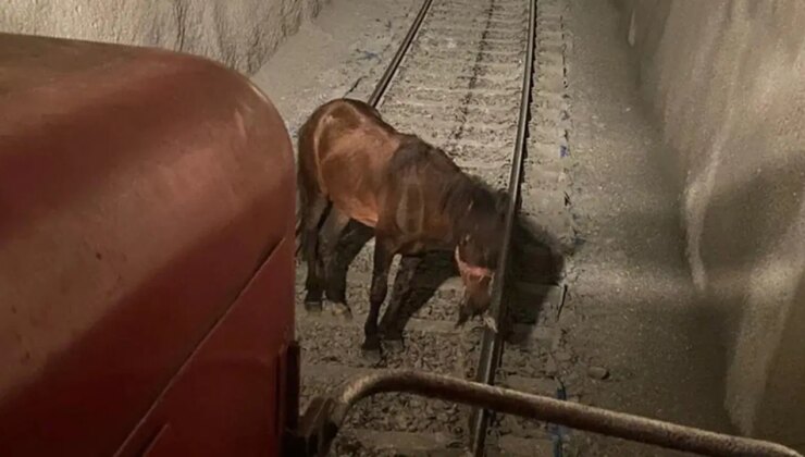 Tren yolunda korkunç olay: Atı tünelde raylara bağlayıp gitmişler