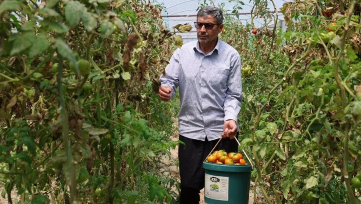 Tropikal meyve ağaçlarını söktü: 2 dönüm alandan 14 ton hasat yapıyor….