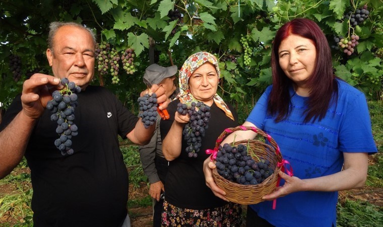 Turfanda ‘Siyah İnci’ hasadı başladı: Kilosu 250 TL…