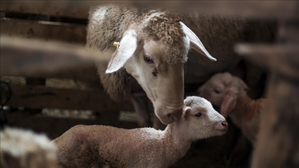 Türkiye hayvancılıkta Avrupa’da ilk sırada