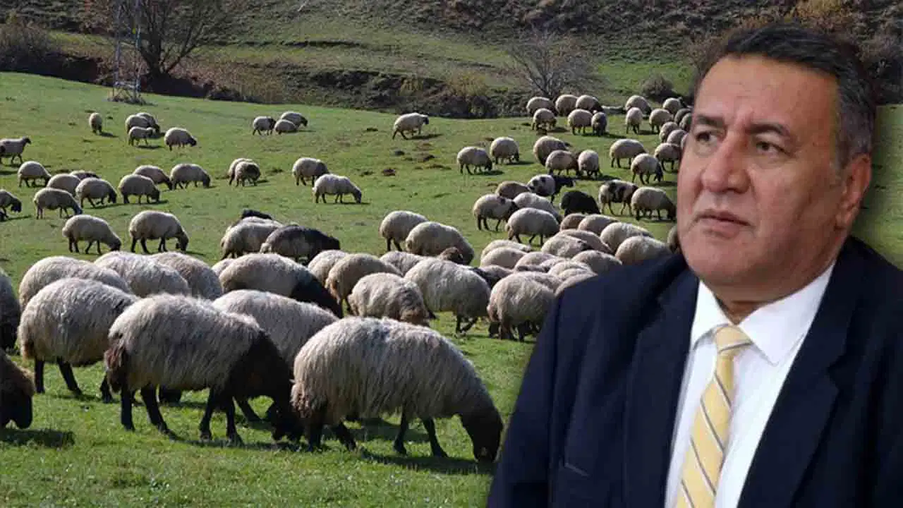 Türkiye hayvancılıkta kan kaybetmeye devam ediyor: ‘Yerli üretimi bitirdiler’