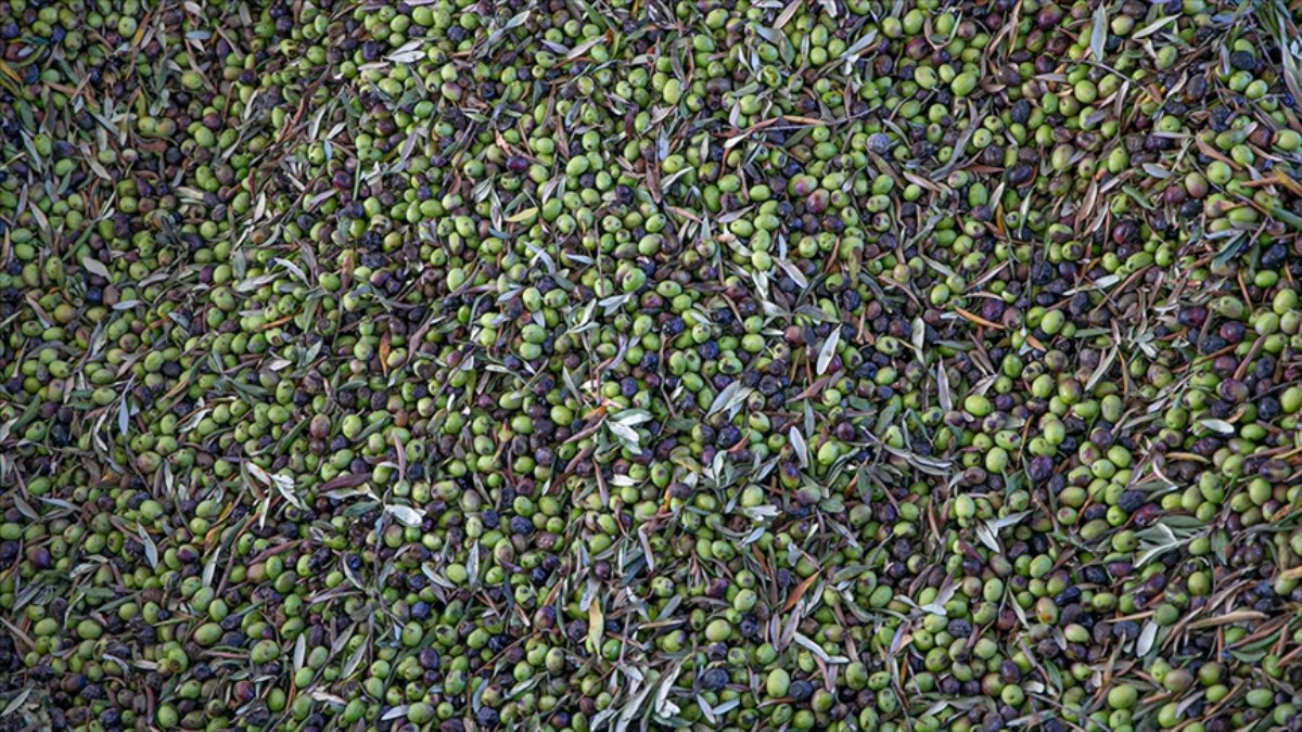 Türkiye sofralık zeytin üretiminde dünyada zirveye yerleşti